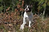 BOULEDOGUE FRANCAIS 487